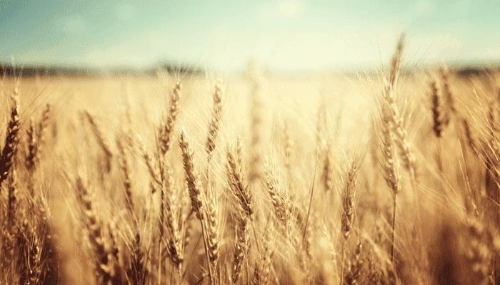 graan-santander-stablecoins Santander wil crypto op basis van commodities als mais gaan uitgeven