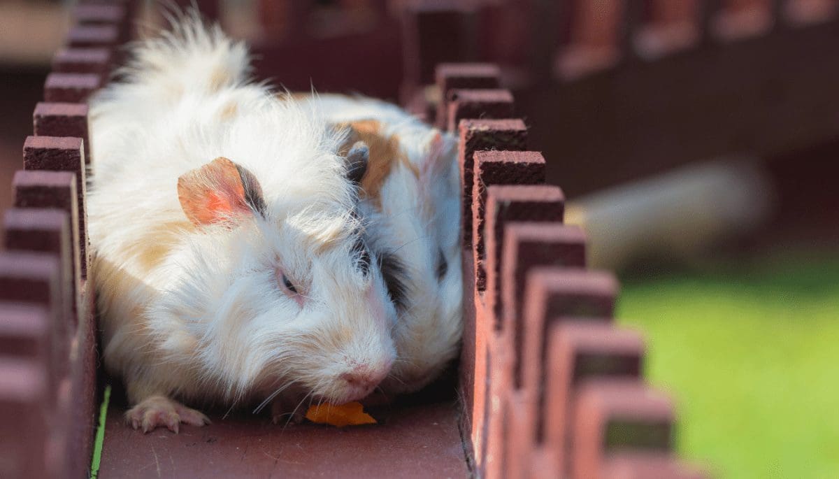hamsterrace Met crypto wedden op hamsterraces? Nu kan het