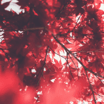 kleurt_de_bitcoin_koers_rood_in_september_john_bekijkt_ethereum_cardano_XRP_solana_holochain