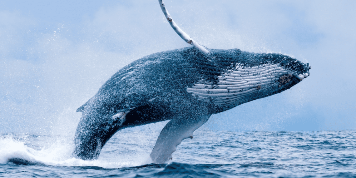 whale-1140x570-1
