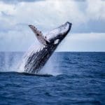 Grootste Bitcoin Whale Kocht Afgelopen 3 Dagen $24,9 miljoen BTC