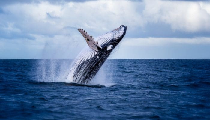 Grootste Bitcoin Whale Kocht Afgelopen 3 Dagen $24,9 miljoen BTC