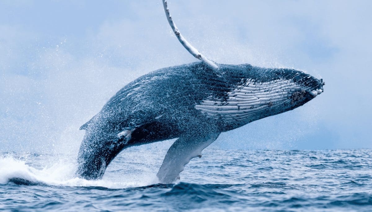 Bitcoin en ethereum stijgen voorzichtig, maar whales cashen uit