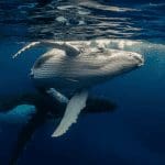ApeCoin (APE) razend populair onder ethereum whales