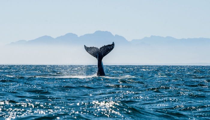 Deze whales verloren 1 miljard dollar als gevolg van USDC crash