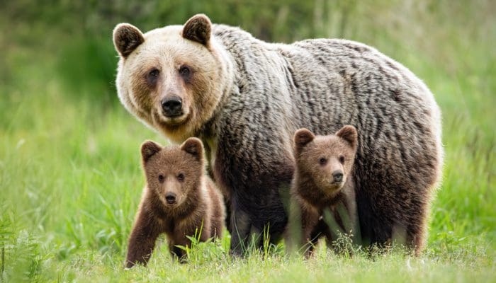 ‘Wolf of Wall street’ geeft 3 tips om bearmarkt te overleven