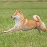 Shiba Inu investeerder loopt miljoenenwinst mis door simpele fout