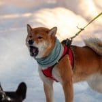 Schrikbarend percentage Shiba Inu bezitters staan momenteel op verlies