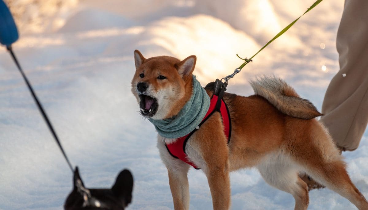 Schrikbarend percentage Shiba Inu bezitters staan momenteel op verlies