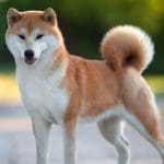 Shiba Inu’s Shibarium: hoe presteert het nieuwe crypto netwerk?