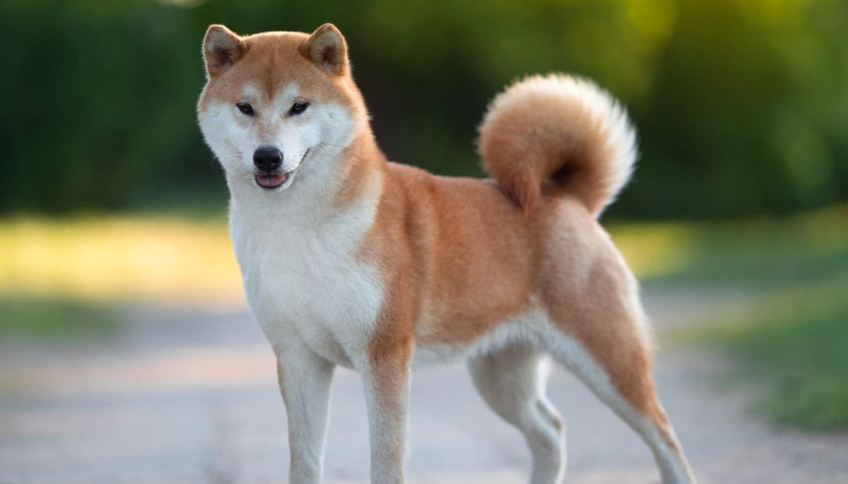 Shiba Inu’s Shibarium: hoe presteert het nieuwe crypto netwerk?