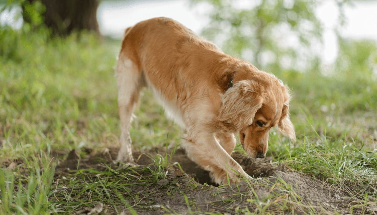Bizar: Hond graaft €400.000 op tijdens wandeling