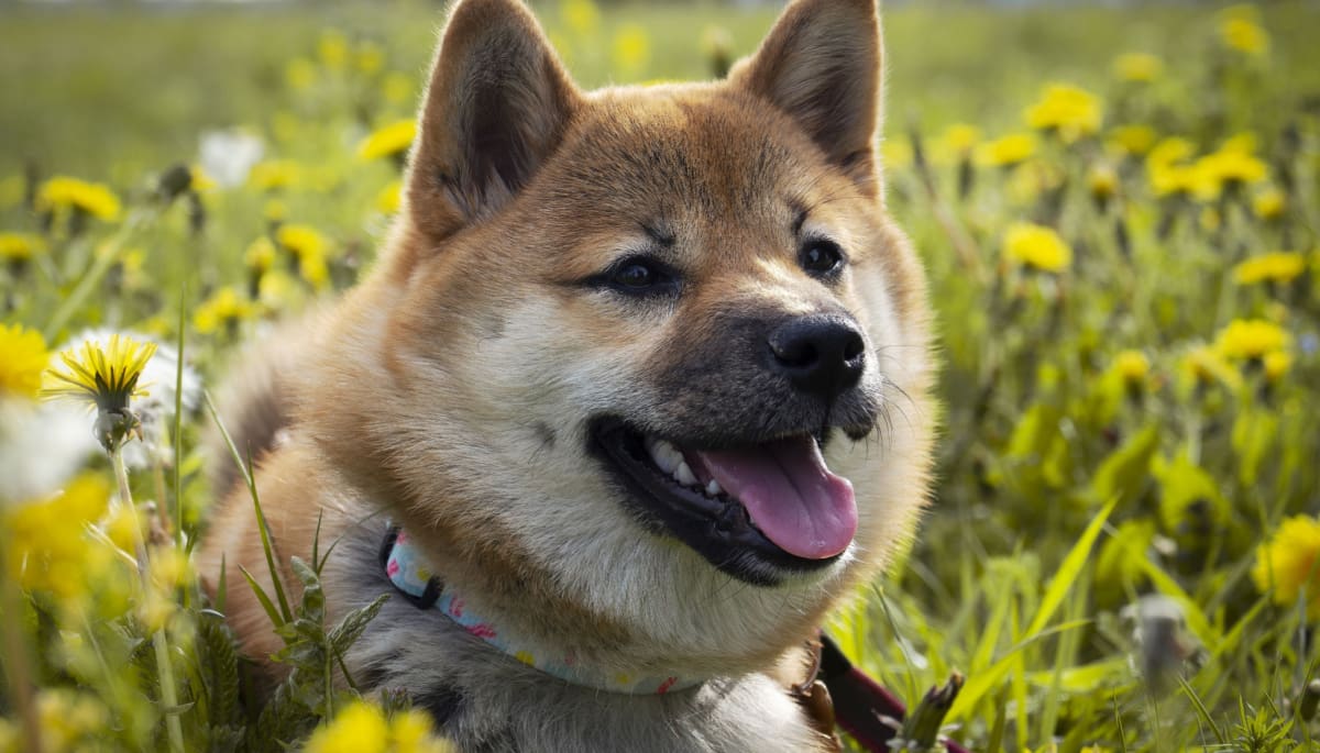Dogecoin adoptie bereikt grote mijlpaal, maar niet zonder zorgen