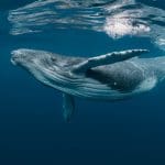Stokoude bitcoin whale ontwaakt en verplaatst tientallen miljoenen