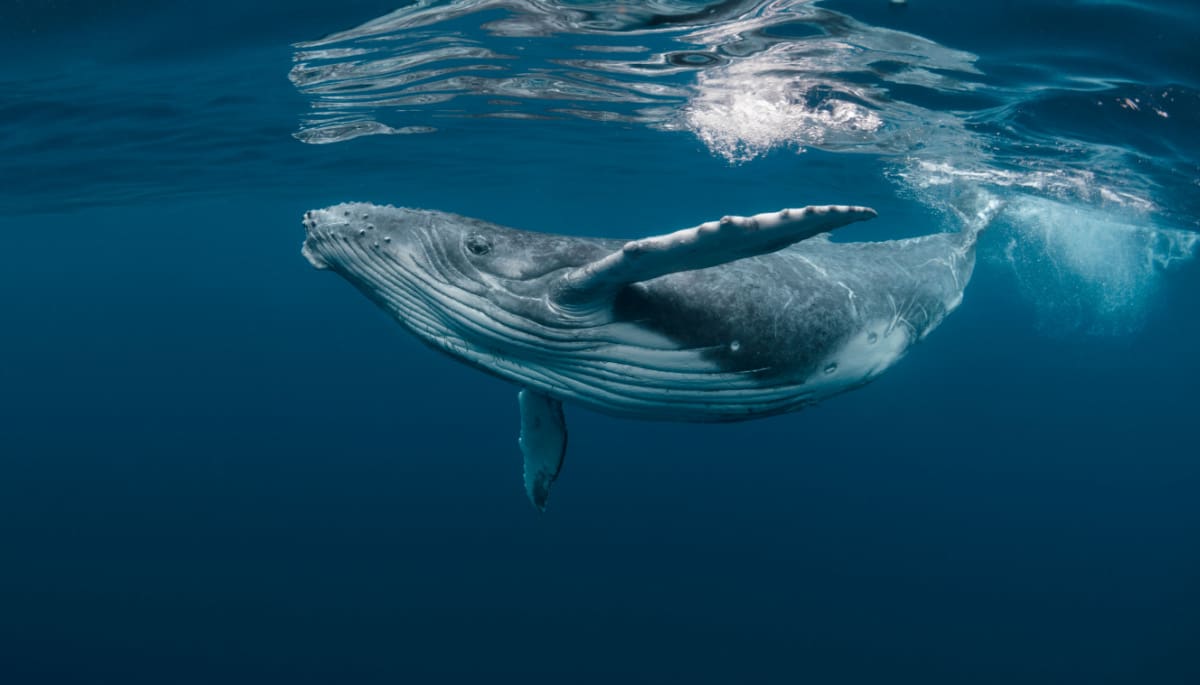 Stokoude bitcoin whale ontwaakt en verplaatst tientallen miljoenen