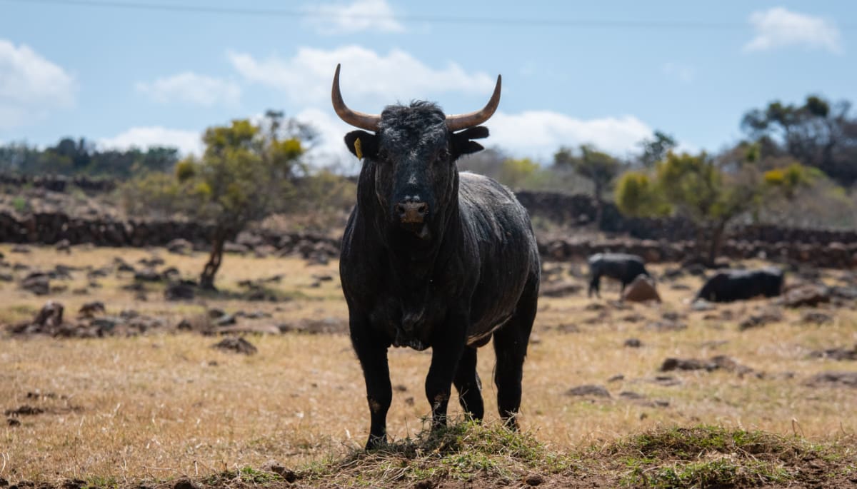 Bitcoin bullrun naar $100k begonnen, aldus crypto-topmannen