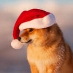 Van $1.000 naar $100.000: crypto trader behaalt megawinst met memecoin