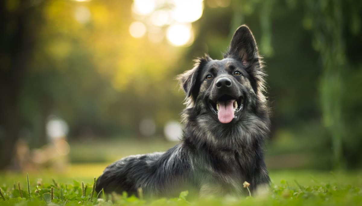 hond-eet-cash