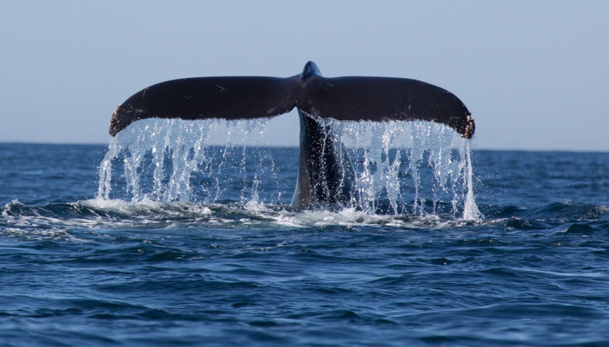 Bitcoin whales slaan massaal in 24 uur tijd, sentiment slaat om