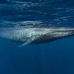 Mysterieuze crypto whale koopt €77 miljoen aan grote altcoin