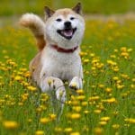 Shiba Inu blijft verbazen: gigantische stijging in 24 uur