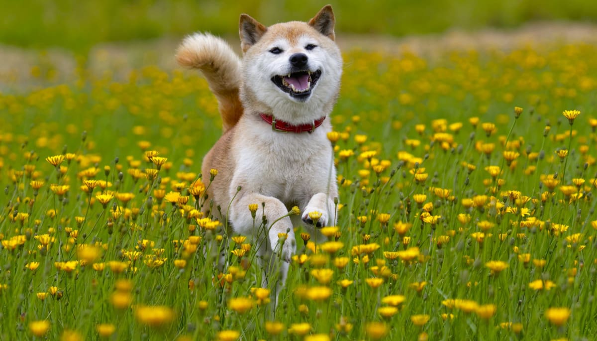 Shiba Inu blijft verbazen: gigantische stijging in 24 uur