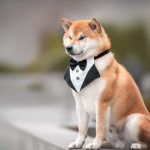 Shiba Inu hond