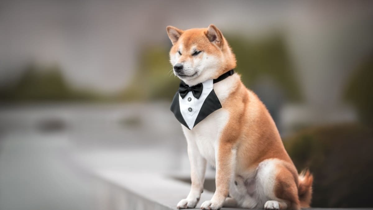 Shiba Inu hond