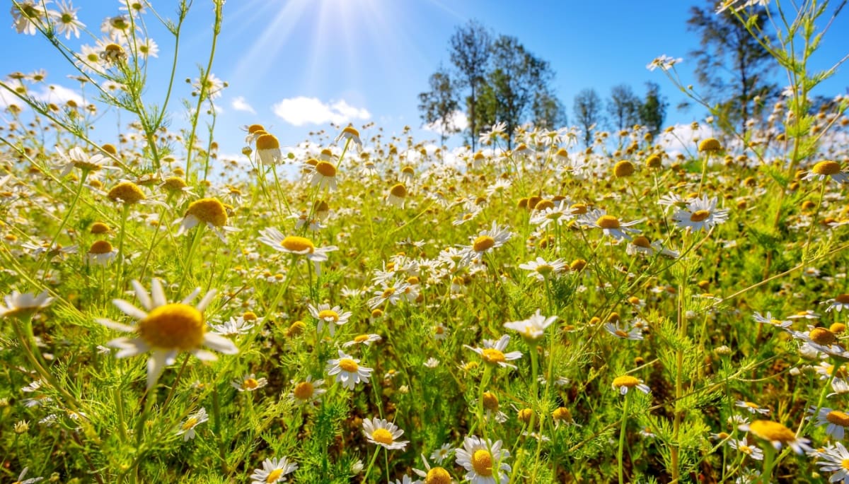 Zomer is de perfecte tijd om crypto te kopen, volgens expert