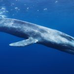 Crypto whale in de oceaan