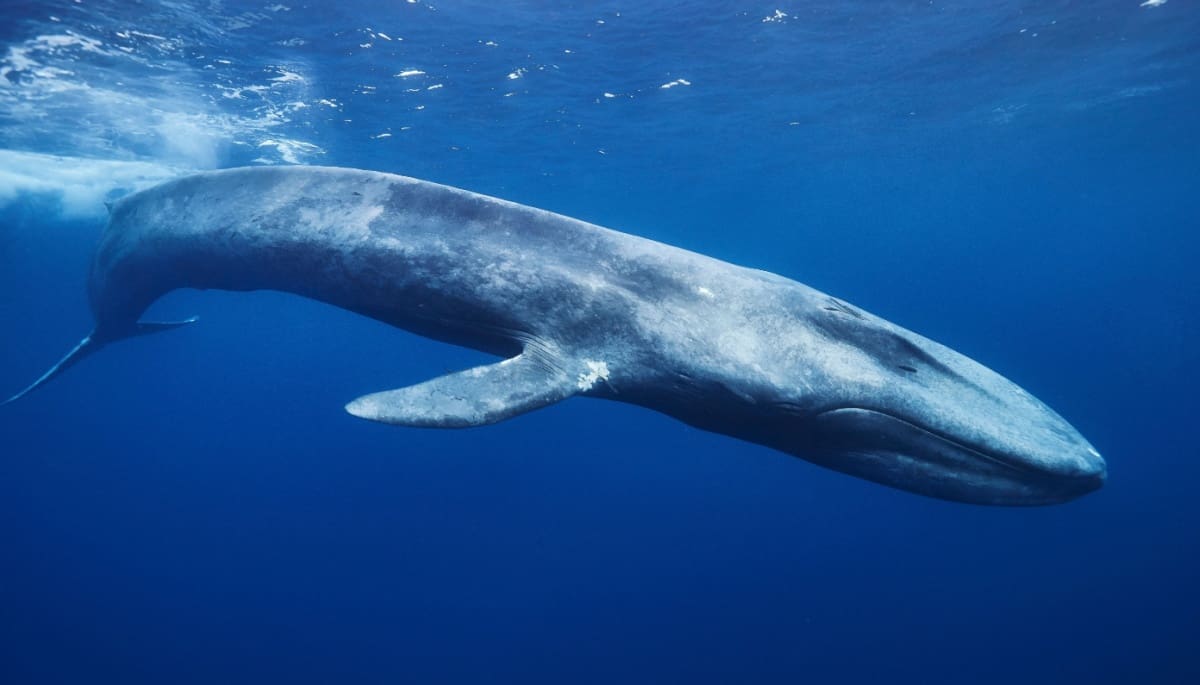 Bitcoin whales doen stapje terug voorafgaand aan diepe crash