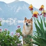 Pas op: neppe cryptomunt van Shiba Inu in omloop