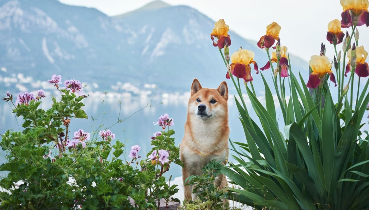Pas op: neppe cryptomunt van Shiba Inu in omloop