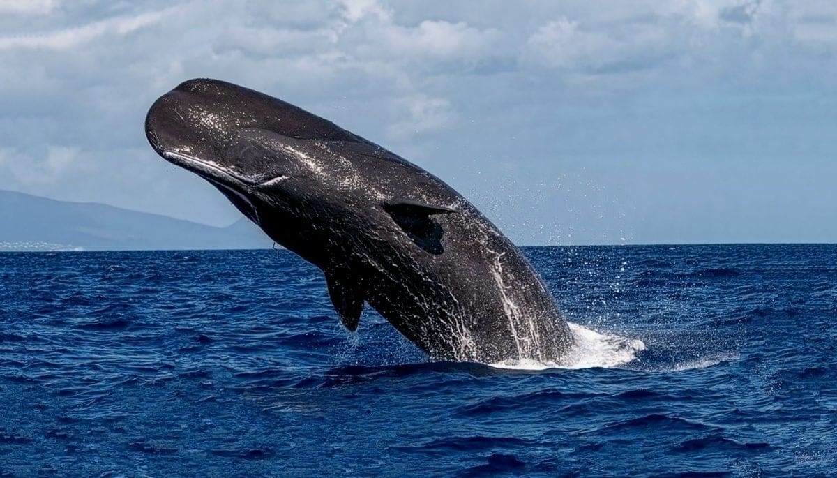 Bitcoin whales vergroten hun dominantie met opvallende groei
