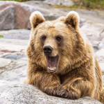 Bitcoin verpulvert bears: ruim $100 miljoen aan shorts weggevaagd