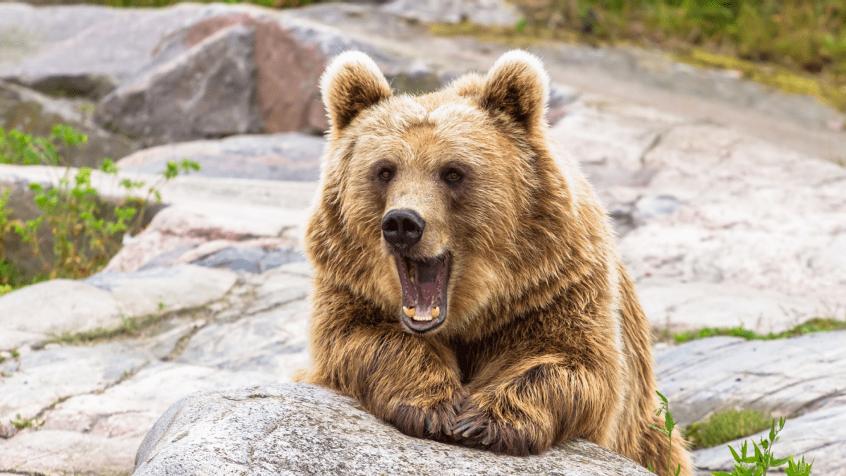 Bitcoin verpulvert bears: ruim $100 miljoen aan shorts weggevaagd