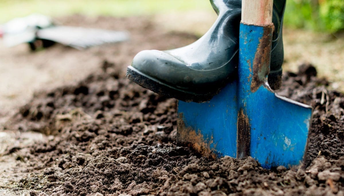 Zo scoor je tot €2.000 subsidie voor een groene tuin in 2025