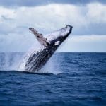 Een enorme bultrug die uit het water springt, representatief voor een bitcoin whale die na jaren weer ontwaakt