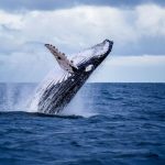 Een enorme bultrug die uit het water springt, representatief voor een bitcoin whale die na jaren weer ontwaakt