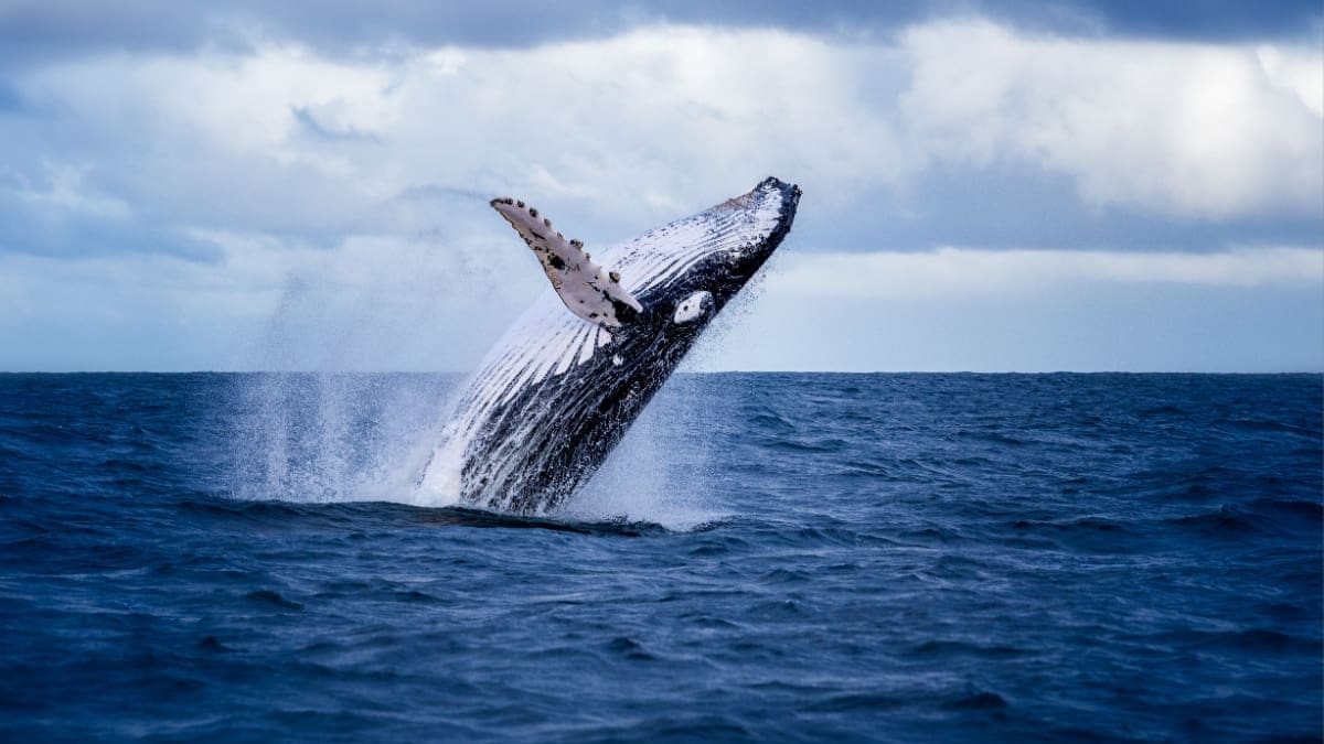 Een enorme bultrug die uit het water springt, representatief voor een bitcoin whale die na jaren weer ontwaakt
