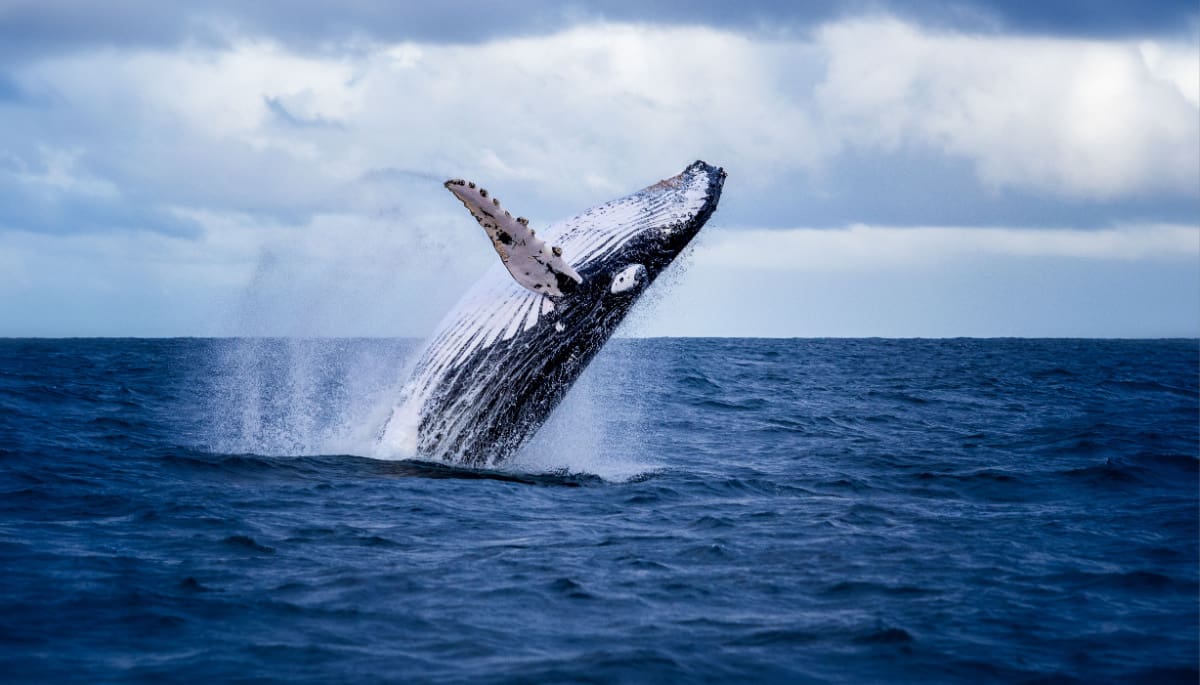 Een enorme bultrug die uit het water springt, representatief voor een bitcoin whale die na jaren weer ontwaakt