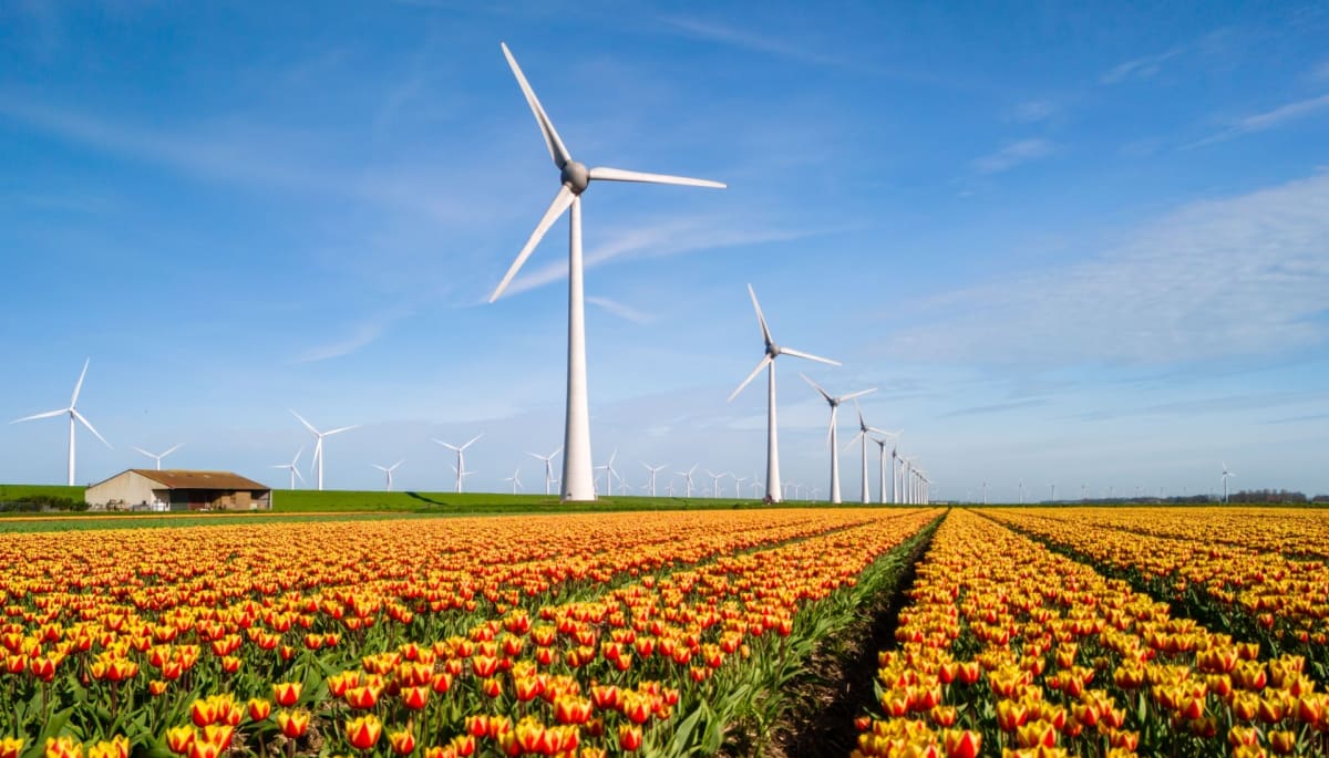 Tulpen met op de achtergrond windturbines
