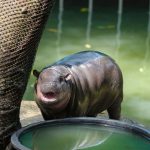 Het dwergnijlpaard Moo Deng, dat zowel binnen de internetwereld als de cryptowereld een sensatie werd door haar schattige uiterlijk