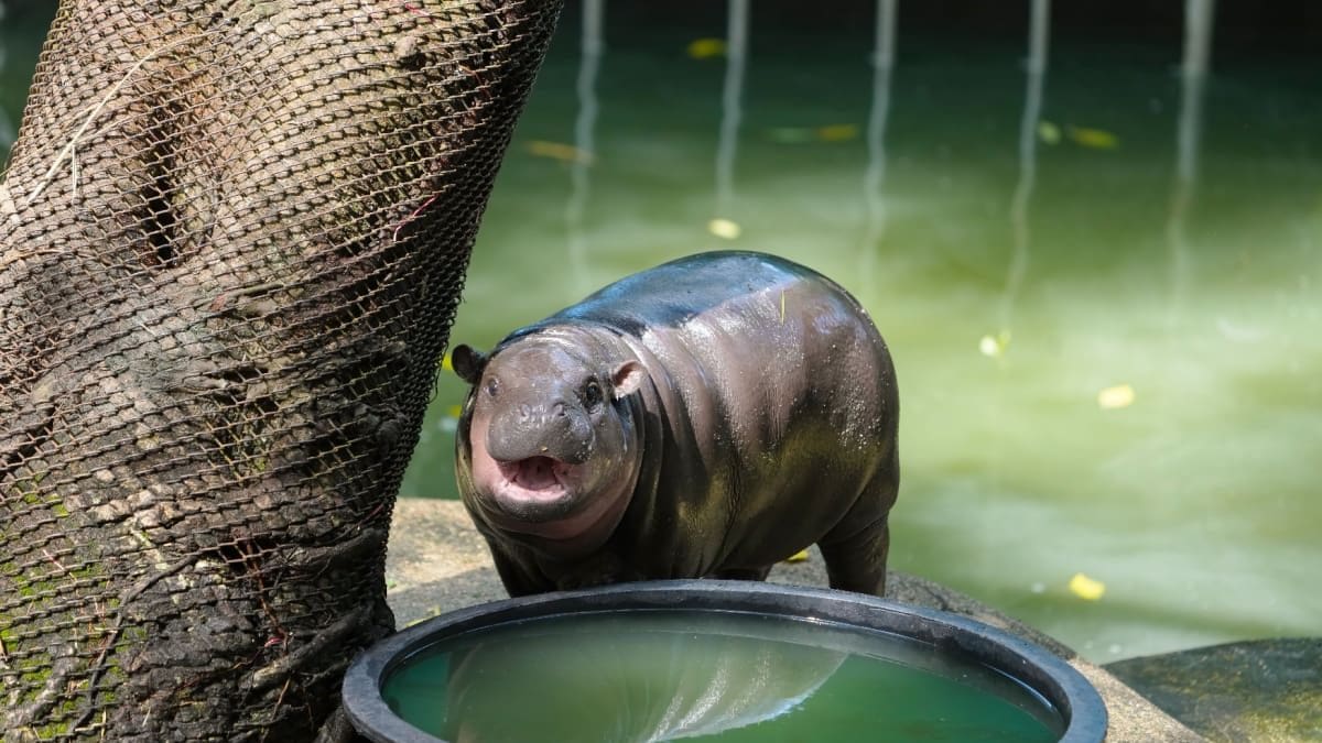 Na +700% stijging - Moo Deng memecoin nu hard onderuit