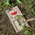 Een afbeelding van een muizenval die is verborgen in het gras Een afbeelding van een muizenval die is verborgen in het gras