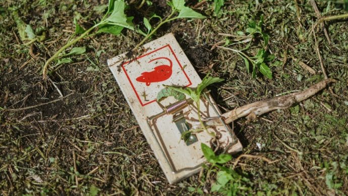 Een afbeelding van een muizenval die is verborgen in het gras