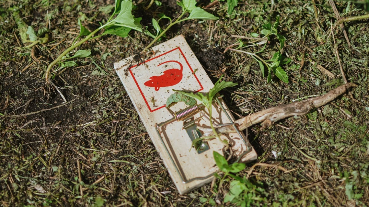 Een afbeelding van een muizenval die is verborgen in het gras Een afbeelding van een muizenval die is verborgen in het gras
