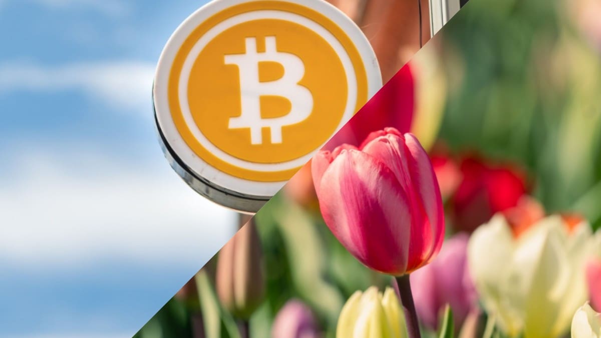 Topanalist vergelijkt crypto en Hollandse tulpenmanie: “Bitcoin is een ander beest”