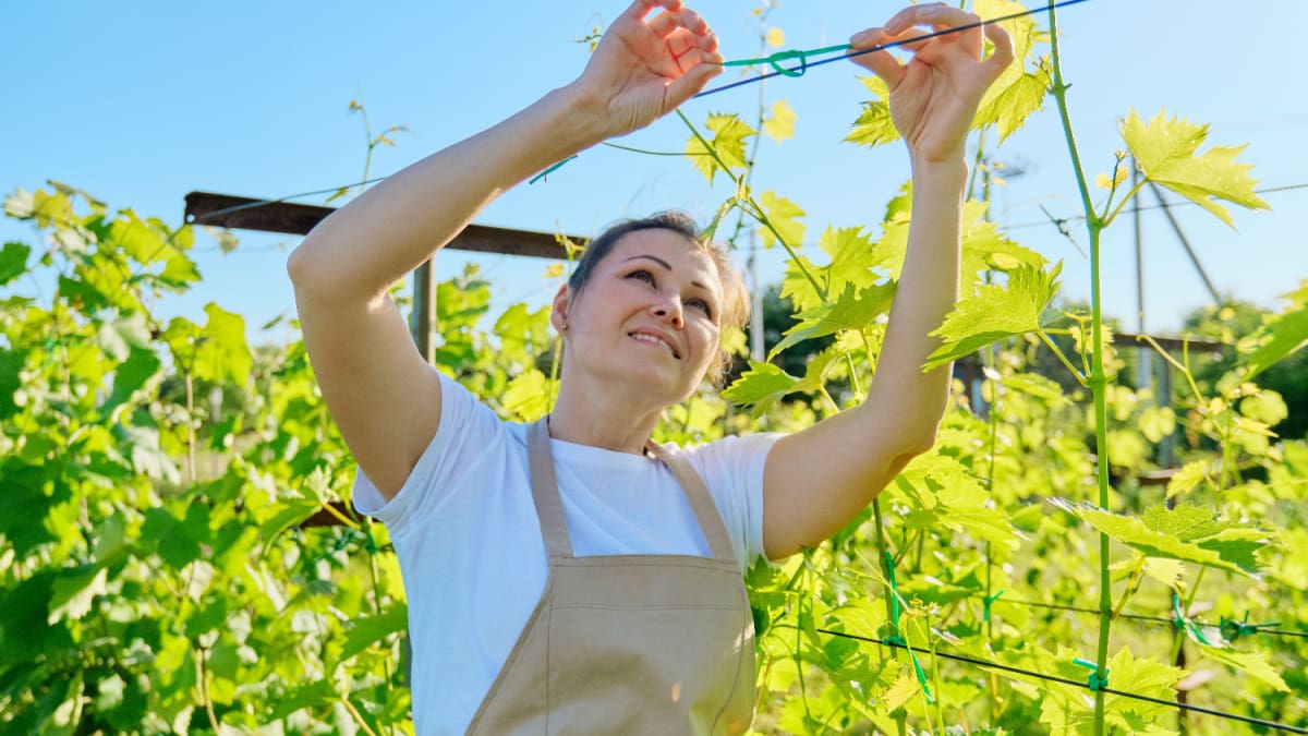 Een afbeelding van een vrouw die aan het werk is in een wijngaard