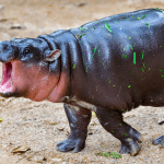 Internetsensatie Moo Deng het babynijlpaardje